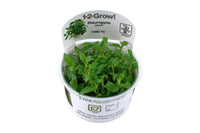 Aquariumpflanze staurogyne repens In-Vitro. scaping Becken. Aquascaping. Einfach zu haltende Aquariumpflanze. Buschiger kompakter Wuchs. Staurogyne repens. 