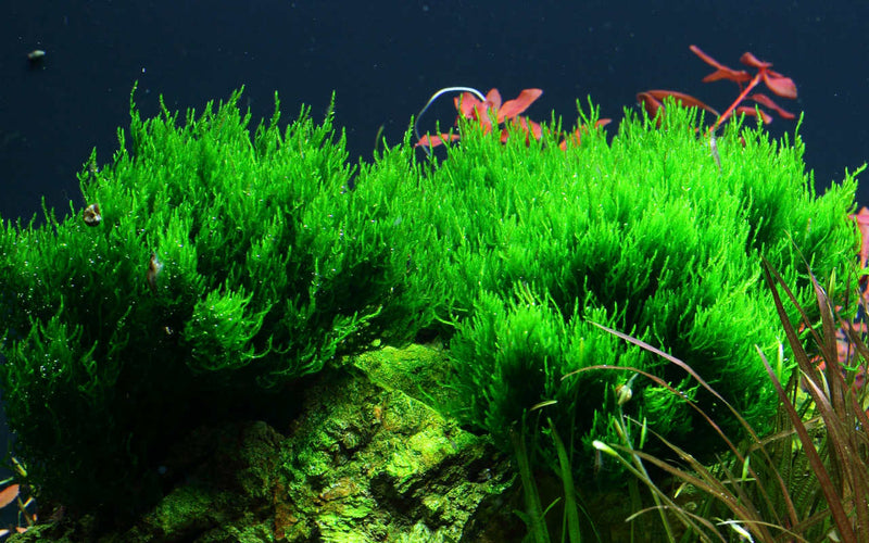 Taxiphyllum Flame, besser bekannt als `Flammenmoos`. Dieses Moos ist ein aufrechtwachsendes, tiefgrünes Aquarium Moos. Durch die leicht gewellten Triebe erinnert Taxiphyllum Flame an ein schönes grünes Lagerfeuer. 