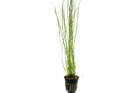 Vallisneria-nana-gracilis-Hintergrundpflanze-Skalarbecken-Diskusbecken-schmalblättrig-Hintergrundpflanze-filigran