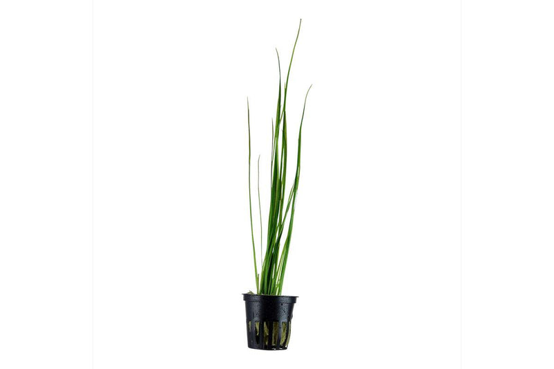 Vallisneria-nana-gracilis-Hintergrundpflanze-Skalarbecken-Diskusbecken-schmalblättrig-Hintergrundpflanze-filigran