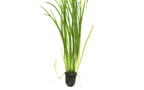 Vallisneria Spiralis / Schraubenvallisnerie im Topf - Guppy4Friends