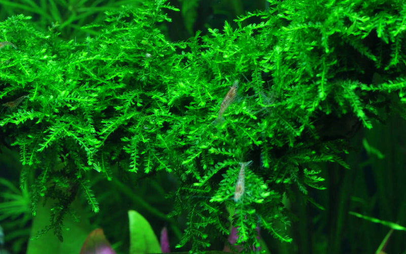 Vesicularia ferriei – Weeping Moos/ 1-2Grow! In-Vitro. Überhängendes Moos für Aquascaper. Scaping Moos. weeping moss. Vesicularia moss. Garnelenmoos. Schnellwachsendes Moos. Moos wächst zu dichten Polstern heran. 