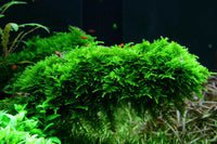 Vesicularia montagnei / Christmas Moos Tropica In-Vitro 1-2Grow!, dicht und kompakt wachsendes Moos. Aquarium Moos für Zwerggarnelen, Garnelen. 
