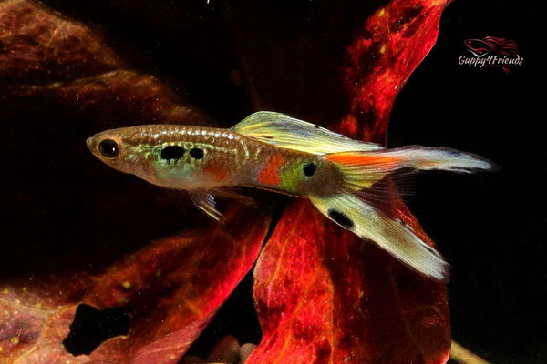 Guppy-Wiener-Smaragd-Poecilia-reticulata-Hochzuchtguppy-Guppyzucht-Rarität-Raritäten-Guppyskaufen-Guppy-kaufen-Guppies-online-bestellen-Fischversand-Aqauriumfische-Ulm-Guppy4friends-Wienersmaragd