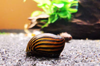 Zebra-Rennschnecke-Neritina-Turrita-Wirbellose-Algenfresser-Aquarium-water-snail-zebrarennschnecke