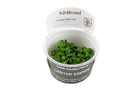 Anubias-barteri-mini-coin-minicoin-tropica-in-vitro-algenfreie-Pflanze-Aufsitzerpflanze