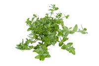 Bacopa caroliniana / Fettblatt im Topf