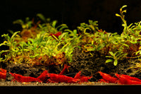 Neocaridina-davidi-bloodymary-bloody-mary-sakura-Zwerggarnelen-shrimp-blood-red-shrimp-ornamental-shrimps-Garnelenversand