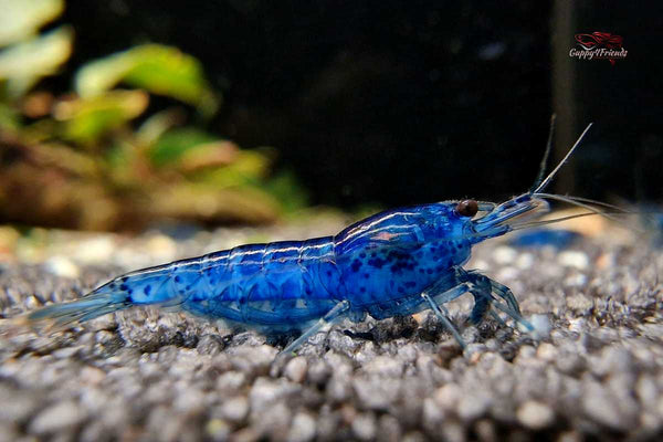 Neocaridina-Davidi-Blue-Dream-Zwerggarnelen-Shrimp-Velvet-Blue-Garnelenzucht-Garnelennachzuchten-Ziergarnelen-liebevolle-Zwerggarnelen-Zucht