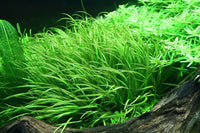 Blyxa japonica / 1-2Grow! In-Vitro " Tropica" Guppy4friends japanisches Fadenkraut Blyxa hat ein charakteristisches und grasartiges Aussehen, wirkt sanft und dynamisch. Ausreichend CO2-Versorgung und intensive Beleuchtung. Sie wächst in Büschen und kann im Vordergrund und Mittelgrund eines Aquariums platziert werden. 