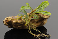 Bucephalandra Boyan besitzt hellgrüne Bläter mit dunkelgrünen Blattadern. Vermehrung erfolgt durch Rhizomteilung. Langsamwachsende Aufsitzerpflanze. Benötigt wenig Lich, wenig Nährstoffe. Pflegeleichte Aquariumpflanze. 