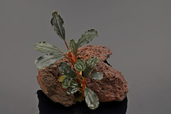 Bucephalandra Brownie brown. Aufsitzerpflanze. langsamwachsend, anspruchslos, dunkelgrüne gewellte Blätter, rote Blattstiefe. Für Lavasteine bestens geeignet. Anspruchslose Aufsitzerpflanze. 