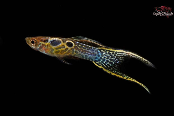 Endler-guppy-poecilia-wingei-japan-blue-doppelschwert-blue-tiger-doublesword-Filigran