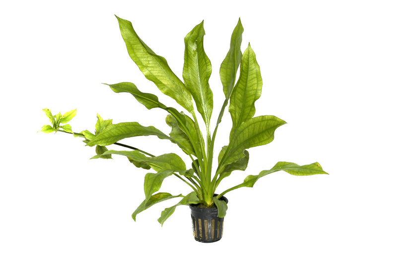 Aquariumpflanze Echinodorus Grisebachii Bleherae im Topf. Amazonas-Schwertpflanze. Schwertähnliche Blätter. Nährstoffreicher Boden. Sehr gut geeignet für Diskusbecken und Skalarbecken. Gedeiht auch bei hohen Temperaturen im Aquarium. 