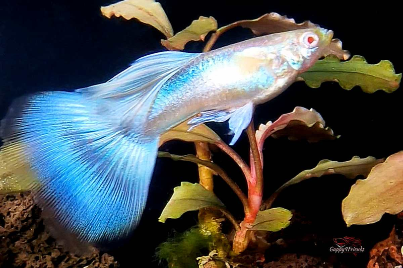 Poecilia-reticulata-Hochzucht-Guppy-Guppys-Albino-Blue-Topaz-Sky-Blue-Zierfische-Guppyzucht-Hochzucht-Guppies-Guppy4friends-online-bestellen-Tierversand