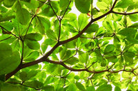 Catappa Leafes. Seemandelbaumblätter. Pilzinfektionen, Schleimhautproblemen, Flossenfäule, auch Biss-und Schürfwunden. Färben das Wasser leicht braun. 