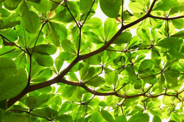 Catappa Leafes. Seemandelbaumblätter. Pilzinfektionen, Schleimhautproblemen, Flossenfäule, auch Biss-und Schürfwunden. Färben das Wasser leicht braun. 