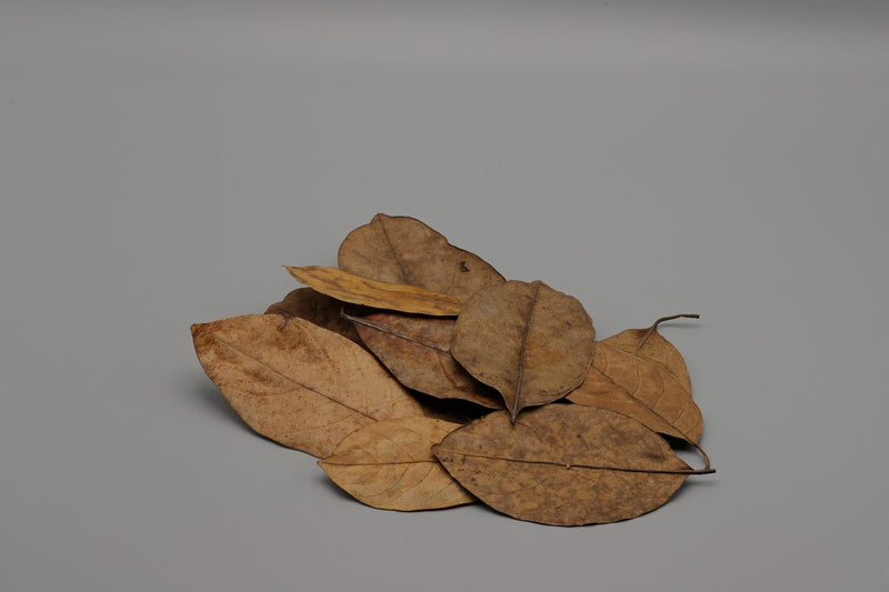 Naturprodukt Jackfruit Blätter Jackfrucht Blätter schonend getrocknet Naturfutter für Zwerggarnlene Wirkung wie Seemandelbaumblätter Catappa Leaf