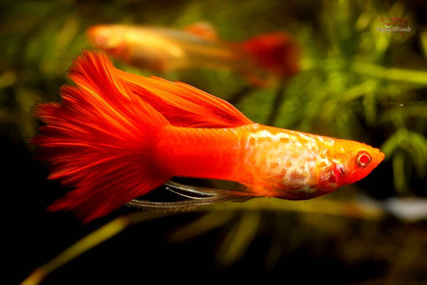 Hochzucht-Guppy-Koi-Snakeskin-Ribbon-Long-Fin-Poecilia-reticulata-Koi-Kohaku
