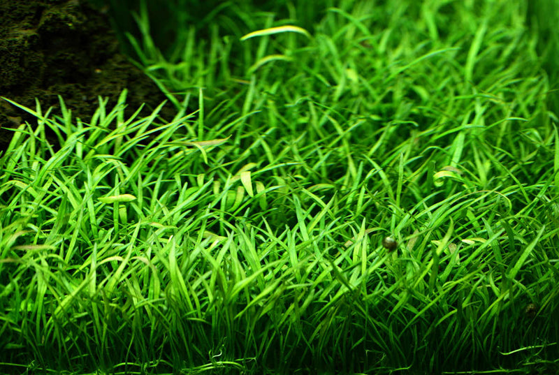 Lilaeopsis brasiliensis im Topf von Tropica. Langsam wachsender und pflegeleichter Bodendecker für das Aquarium. Vordergrundpflanze. Kompakter, rasenartiger Wuchs bei regelmäßigem Schnitt. 