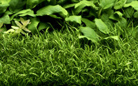 Lilaeopsis brasiliensis. Teppichbildende Vordergrundpflanze Aquarium. Einpfanzen mit Planzpinzette. Vermehrung durch Ausläufer. Aquariumpflanzen Tropica Guppy4friends