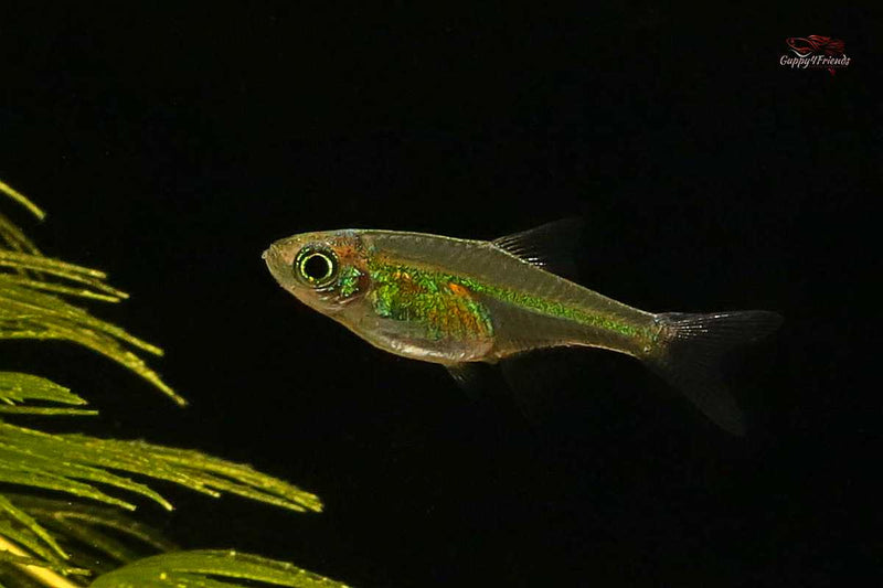 Microdevario-Kubotai-Mikrorasbora-Zwergbärbling-kleinster-Fisch-Bärblinge-Neon-Grün-Grüner-Neon-Fisch-Smaragdbärbling-Minifisch