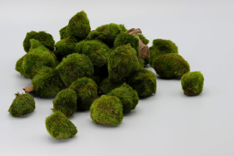 Mooskugeln / Aegagropila linnae. Biofilter. Bio-Filter für Aquarien. Weideflächen für Zwerggarnelen. Kleine Mooskugeln. Einrichtung Zwerggarnelen. 
