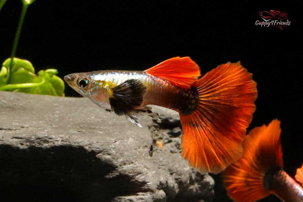 Platinum-Red-Tail-Dumbo-Ears-Elephant-Ears-Hochzuchtguppy-Guppy-Hochzucht-BigEars-PRTDE-Poecilia-reticulata-Aquariumfische