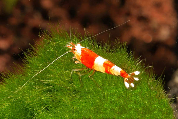 Caridina-Red-Bee-Garnele-Bienengarnele-Logemanni-RedBee