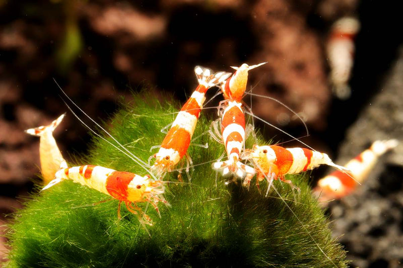 Red-Bee-Caridina-Garnele-Bienengarnelen-Zwerggarnelen-PRL-Garnelen-CRS-Garnelen-Crystal-Red-Shrimp