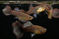Red-Dragon-Guppys-Poecilia-reticulata-female-pair-Nachzucht