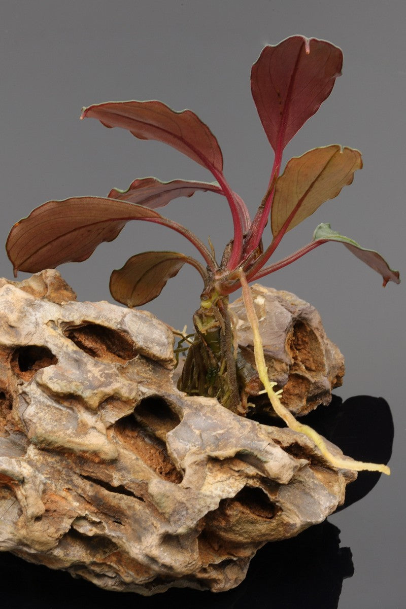 Bucephalandra Rarität, Bucephalandra Red under, Aquascaping, Scaping pflanze. 