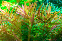 Rotala-Hra-Gia-Lai-Stängelpflanze-Stengelpflanze-Aquariumpflanze-Hintergrundpflanze-Tropica-aquariumplants