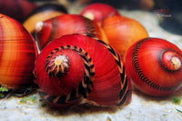 Rote-Rennschnecke-Neritina-Waigiensis-Algenschnecke-Algenfresser-Grünalgenvernichter-Aufwuchsfresser-Spirulina-Rennschnecke-Aquariumschnecke-red-snail