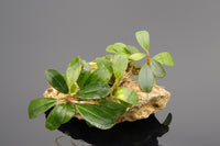 Bucephalandra Splendor Einzelpflanze/Rhizom, flach wachsende Bucephalandra Art, schöne gleichmäßig helle und dunkelgrüne Blätter. Glatte und weiche Blattoberfläche