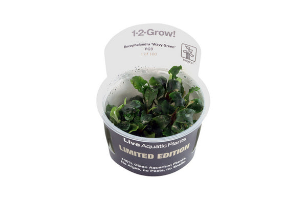 Bucephalandra Pygmaea 