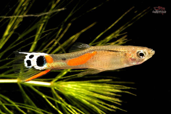 Poecilia-wingei-Guppy4friends-Endler-Guppy-Wildform-Hybrid-Hybriden-Hybridenzucht-friedlicher-Aquariumfisch-Gesellschaftsfisch-Guppys-Guppies-White-peacock